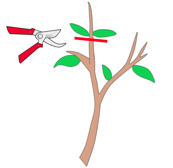 ユーカリの失敗しない剪定方法 正しく剪定して健康に育てよう ミツモア