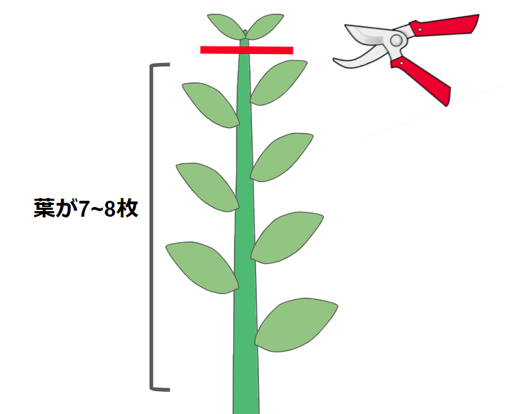 ユーカリの失敗しない剪定方法 正しく剪定して健康に育てよう