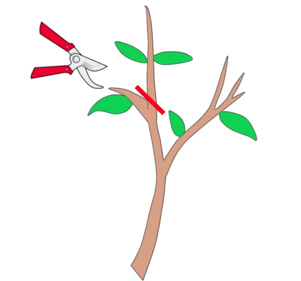 剪定の基本を解説 実践のための剪定知識や道具 剪定後の手入れ方法 剪定の基本を解説 実践のための剪定知識や道具 剪定後の手入れ方法