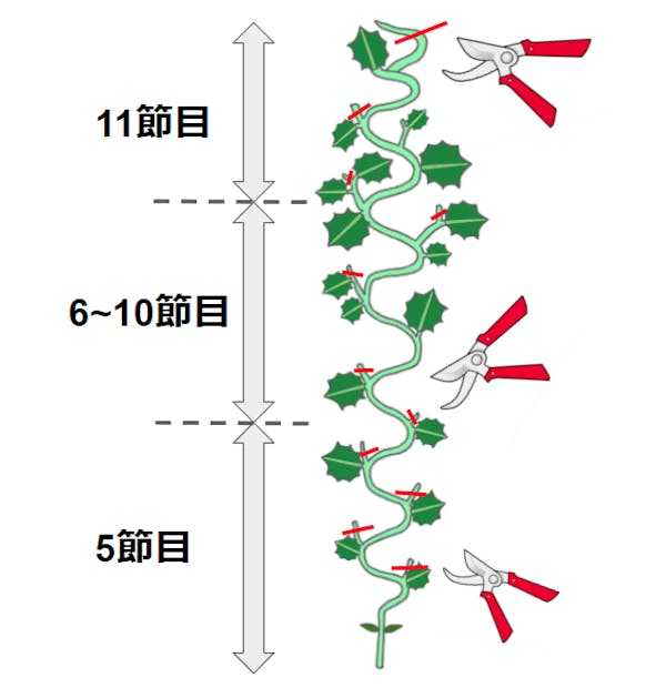 キュウリに剪定は必要 栽培方法や育てるコツもわかりやすく解説 キュウリに剪定は必要 栽培方法や育てるコツもわかりやすく解説