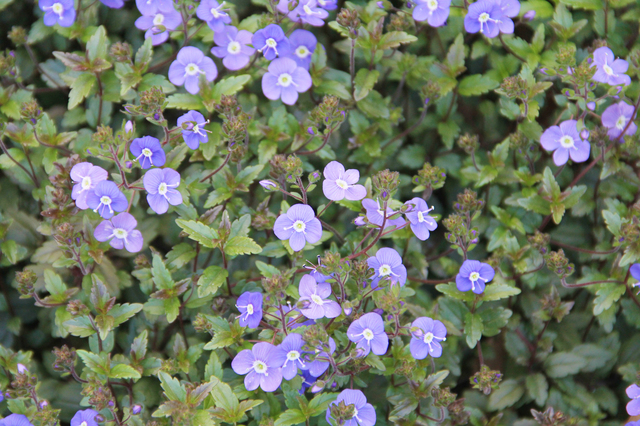 グランドカバーにおすすめの植物16選！植えてはいけない植物も紹介