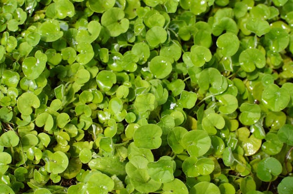 グランドカバーにおすすめの植物16選 植えてはいけない植物も紹介 ミツモア グランドカバーにおすすめの植物16選 植えてはいけない植物も紹介 ミツモア