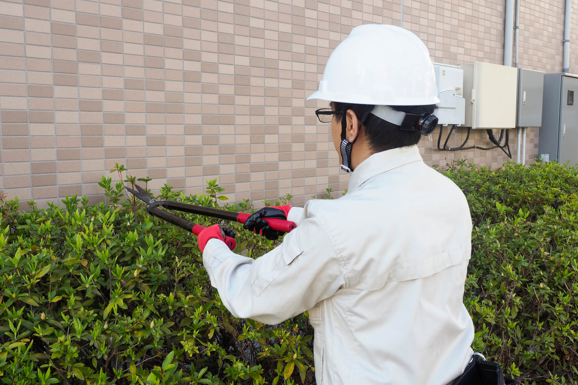庭のツツジを剪定する方法 時期 花芽を切らずに樹形を整えるコツや切り方も紹介 ミツモア