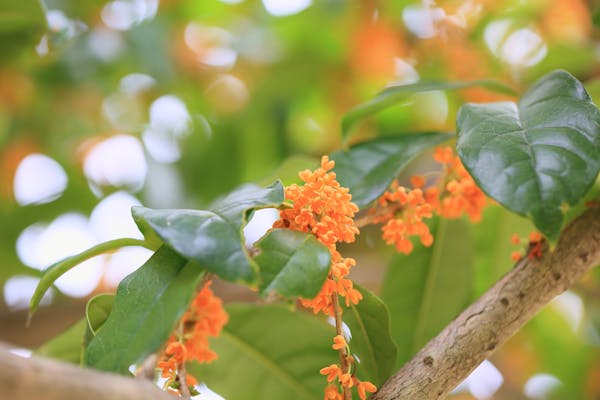 キンモクセイ 金木犀 の剪定時期はいつ 正しい方法やコツも解説 キンモクセイ 金木犀 の剪定時期はいつ 正しい方法やコツも解説