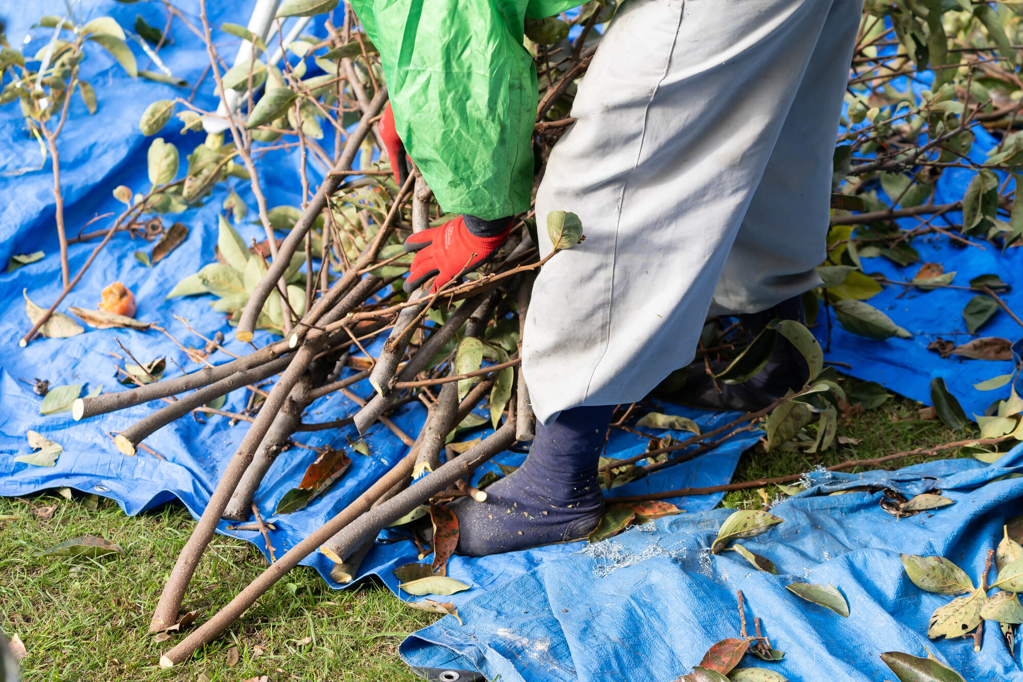 庭のツツジを剪定する方法 時期 花芽を切らずに樹形を整えるコツや切り方も紹介 ミツモア