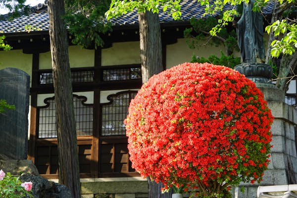 庭のツツジを剪定する方法 時期 花芽を切らずに樹形を整えるコツや切り方も紹介 庭のツツジを剪定する方法 時期 花芽を切らずに樹形を整えるコツや切り方も紹介