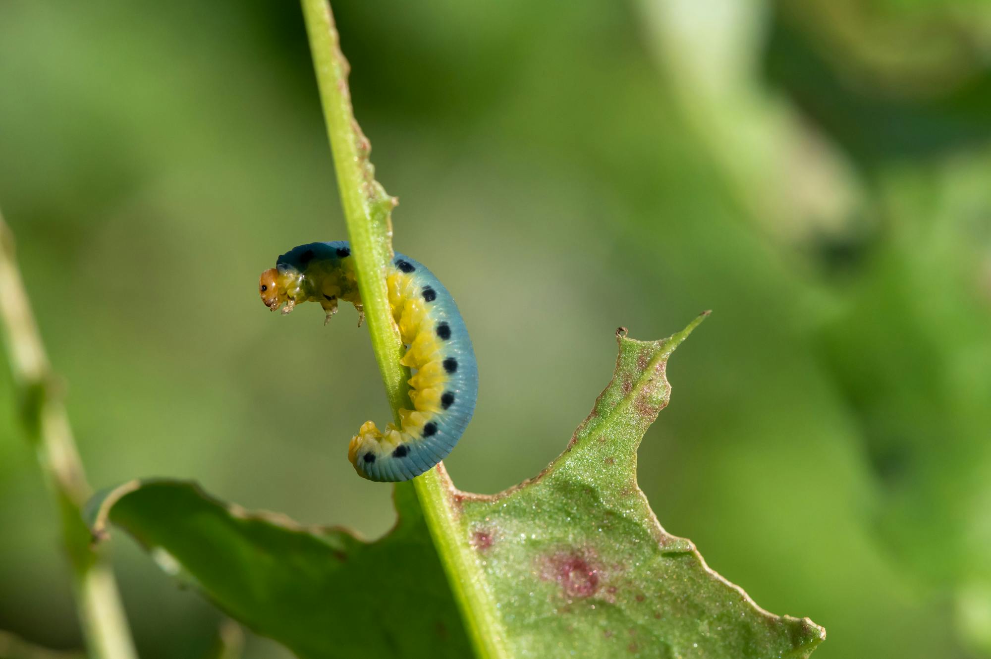 ハバチの幼虫による食害と駆除方法 早期発見 早期防除で庭を守ろう