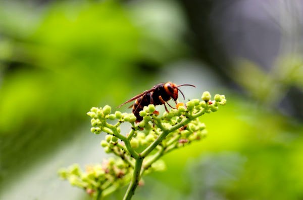 注意すべき蜂の種類は 対処法や駆除にかかる費用の目安も解説 ミツモア 注意すべき蜂の種類は 対処法や駆除にかかる費用の目安も解説 ミツモア