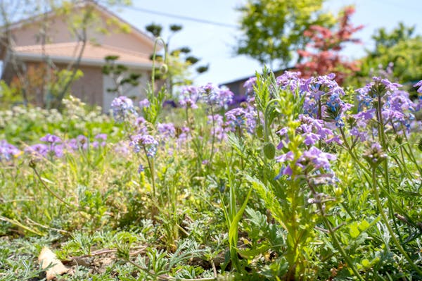 グランドカバーにおすすめの植物16選 植えてはいけない植物も紹介 グランドカバーにおすすめの植物16選 植えてはいけない植物も紹介