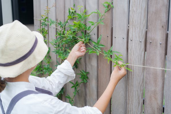 つるバラの剪定や誘引はなぜ必要 詳しい手順や時期も紹介 ミツモア つるバラの剪定や誘引はなぜ必要 詳しい手順や時期も紹介 ミツモア