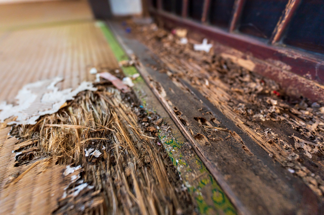 シロアリ被害にあいやすい場所と症状の特徴を紹介 しっかり点検で 早めの駆除 防除を ミツモア