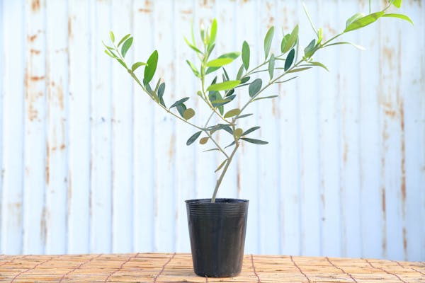 オリーブの剪定の時期や方法は 上手な剪定のコツや挿し木の仕方も オリーブの剪定の時期や方法は 上手な剪定のコツや挿し木の仕方も