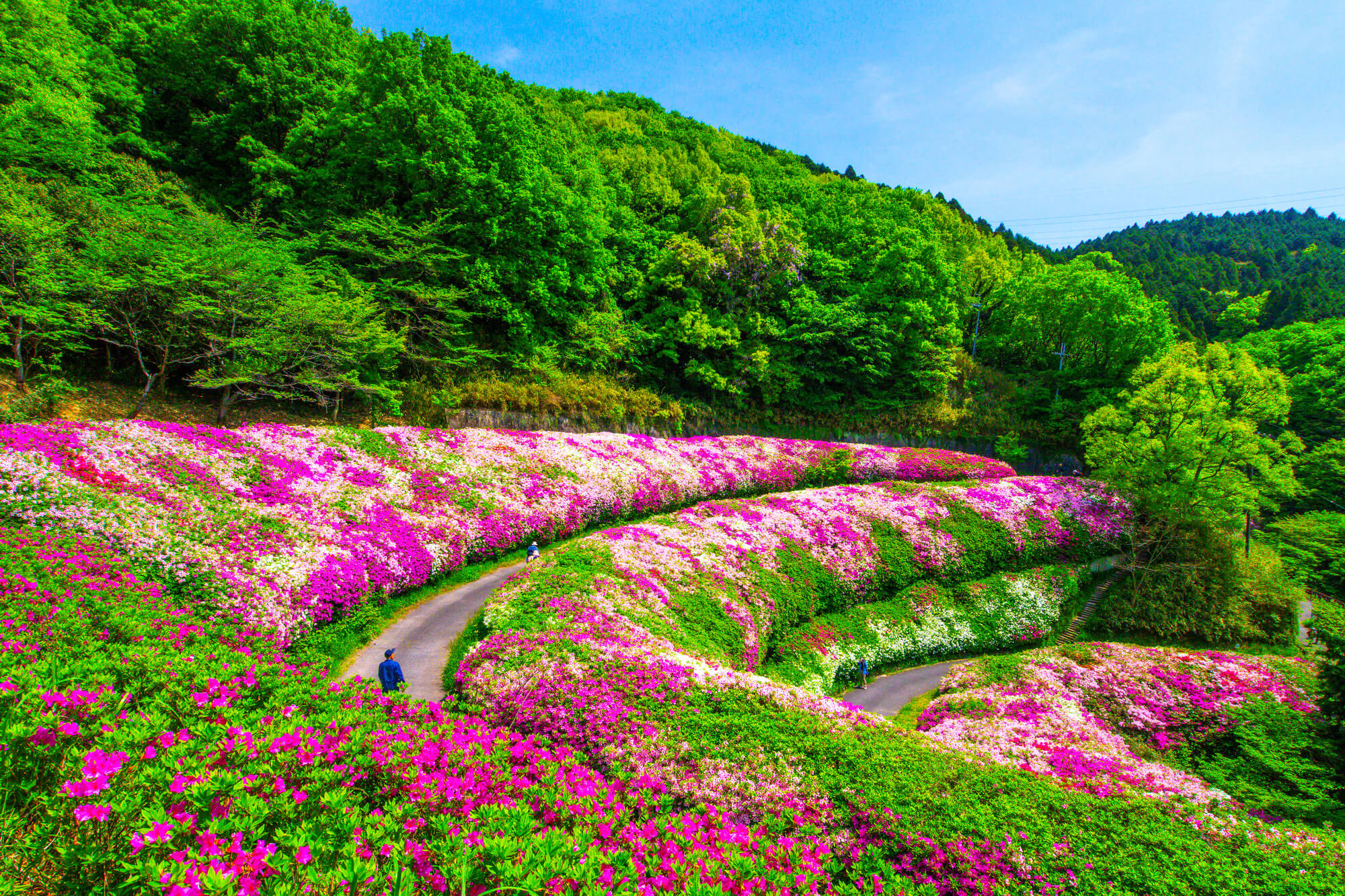 ツツジの剪定は花後の5～6月に！刈り込みと間引きで樹形を整えよう