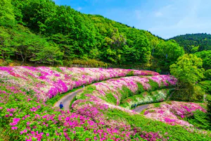 金柑 キンカン の剪定で注意したいポイントは 作業がはかどるツール類も紹介 ミツモア 金柑 キンカン の剪定で注意したいポイントは 作業がはかどるツール類も紹介 ミツモア