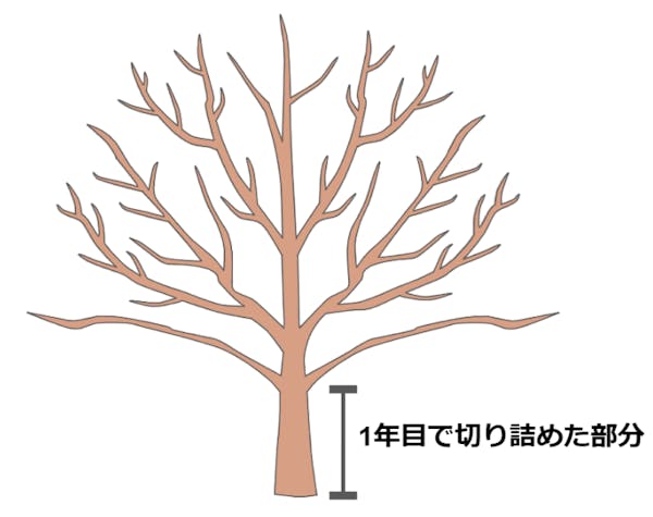 さくらんぼの木を剪定しよう 剪定時期 方法 必要なものとは ミツモア さくらんぼの木を剪定しよう 剪定時期 方法 必要なものとは ミツモア