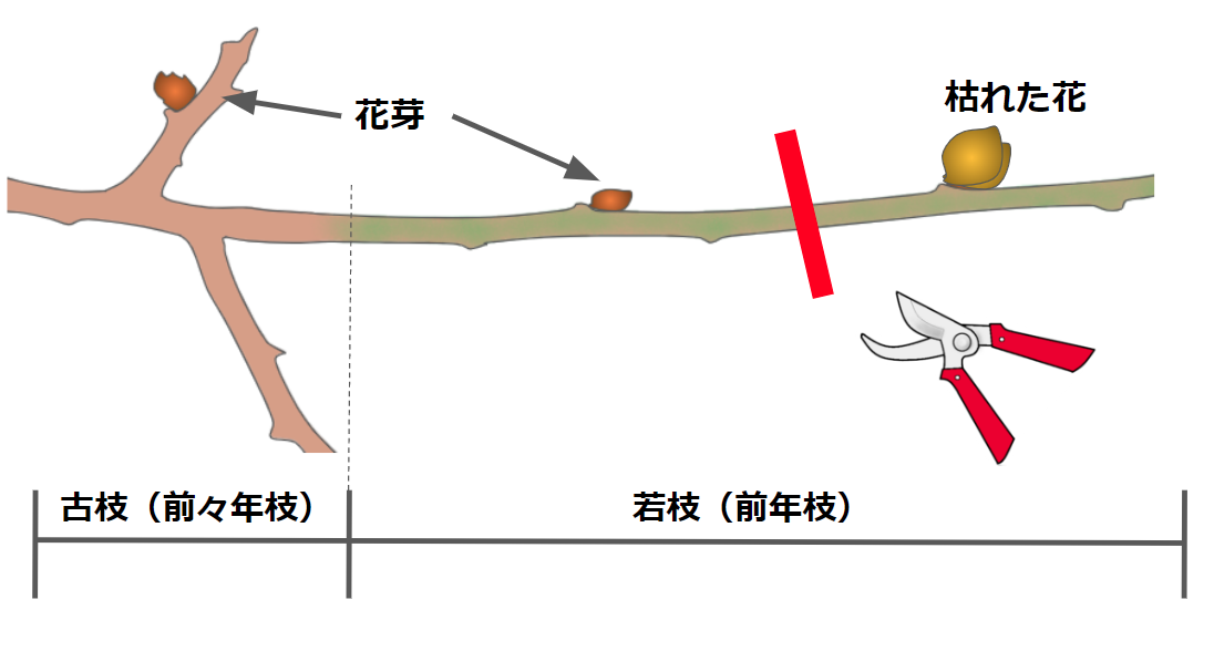 梅の木の剪定方法を紹介 剪定時期や樹齢による違いも確認しよう