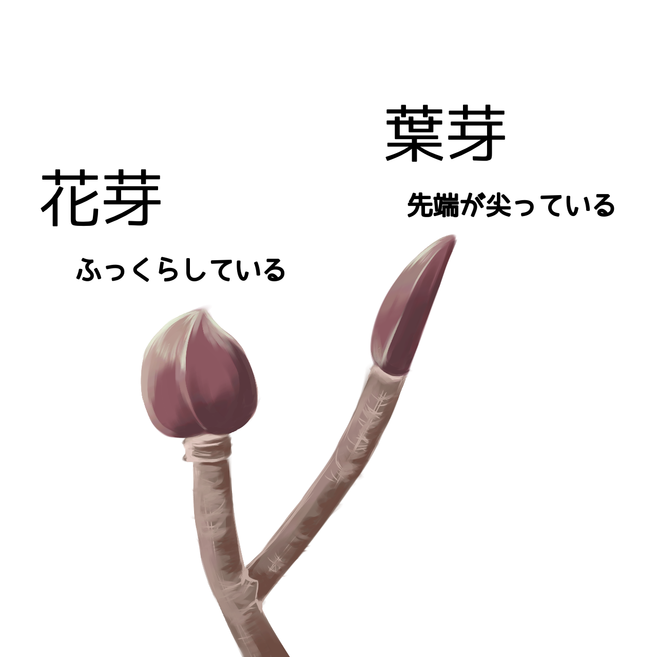 ヤマボウシの正しい剪定時期や方法を解説 失敗しないためのコツとは