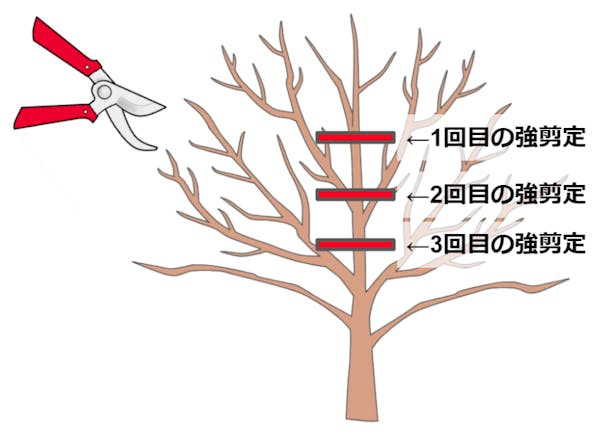 3回に分けて行う強剪定の図解