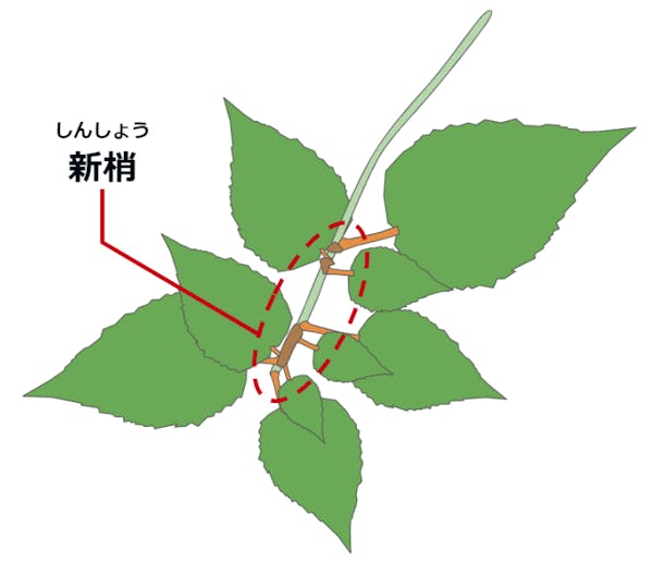 さくらんぼの新梢の図解