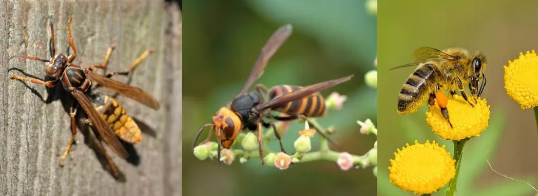 アシナガバチ、スズメバチ、ミツバチ