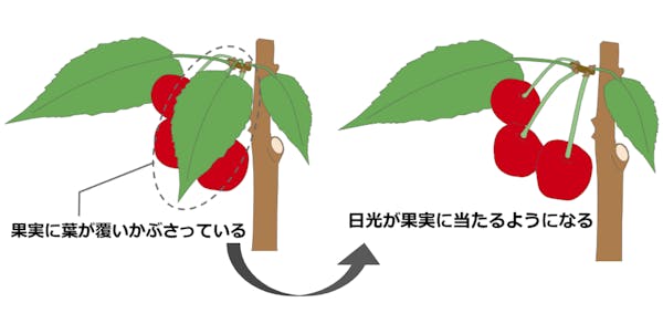 さくらんぼの木を剪定しよう 剪定時期 方法 必要なものとは さくらんぼの木を剪定しよう 剪定時期 方法 必要なものとは