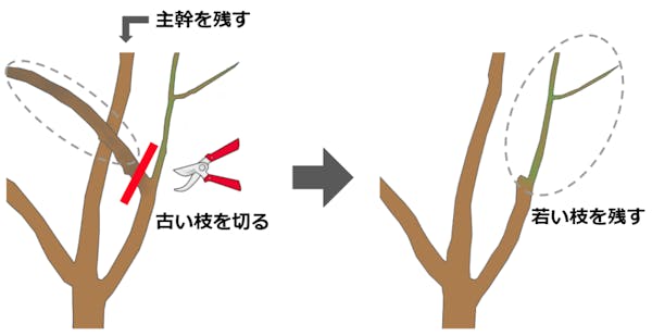 さくらんぼの木を剪定しよう 剪定時期 方法 必要なものとは ミツモア さくらんぼの木を剪定しよう 剪定時期 方法 必要なものとは ミツモア