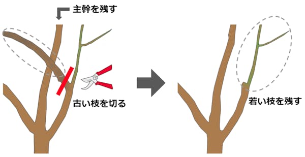 古い枝を切った後の図解