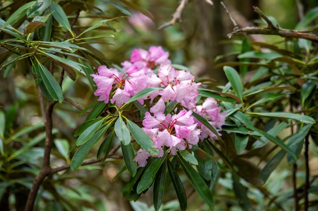 シャクナゲの育て方を紹介 複数の品種を育てて春の満開を楽しもう ミツモア