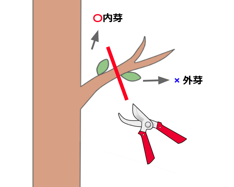 梅の木の剪定方法を紹介 剪定時期や樹齢による違いも確認しよう