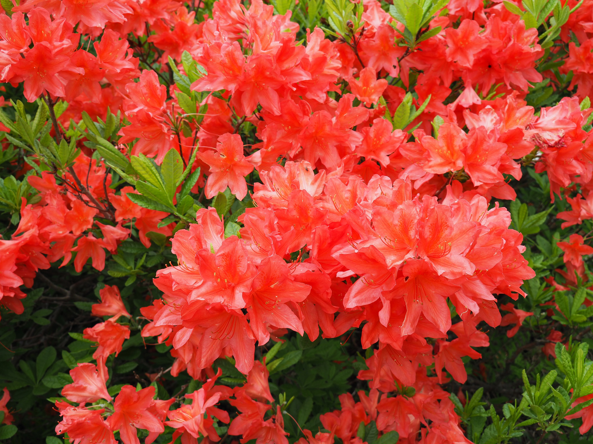 ヒラドツツジをきれいに咲かせる栽培方法は コツと注意点まとめ