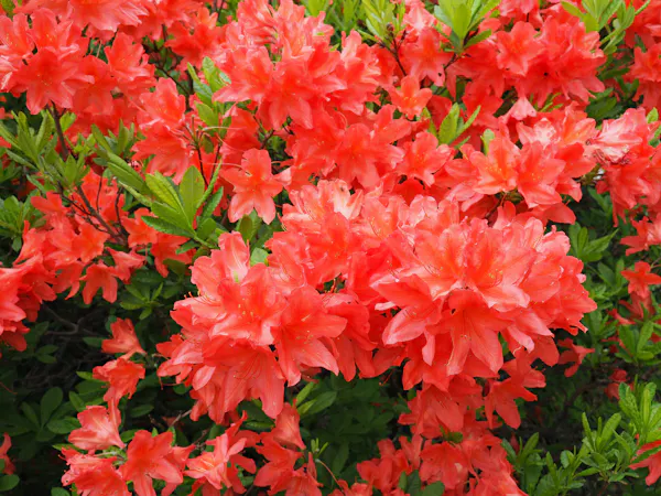 ヒラドツツジをきれいに咲かせる栽培方法は コツと注意点まとめ ヒラドツツジをきれいに咲かせる栽培方法は コツと注意点まとめ