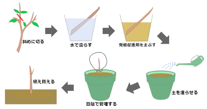 ノリウツギの育て方を解説 7つの人気品種や手入れのコツも紹介