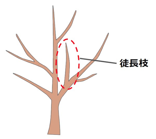 徒長枝の図解