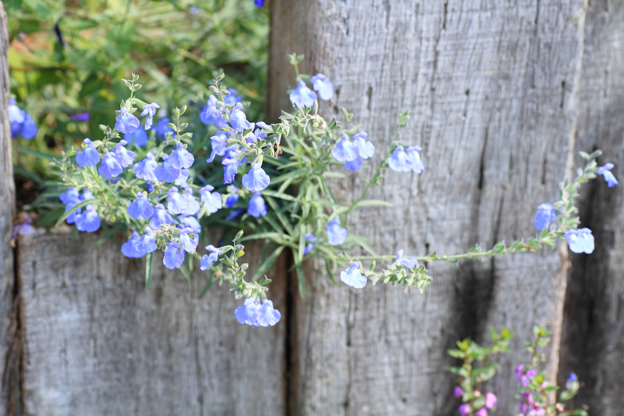 コバルトセージはどんな植物 特徴や育て方のコツを紹介 ミツモア