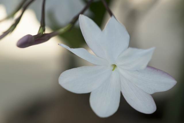 テイカカズラは四季折々の姿が印象的なつる性植物 特徴や花言葉 育て方を解説