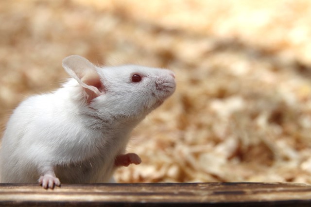 ハツカネズミの特徴は ペットにもできる 駆除したいときの方法も解説