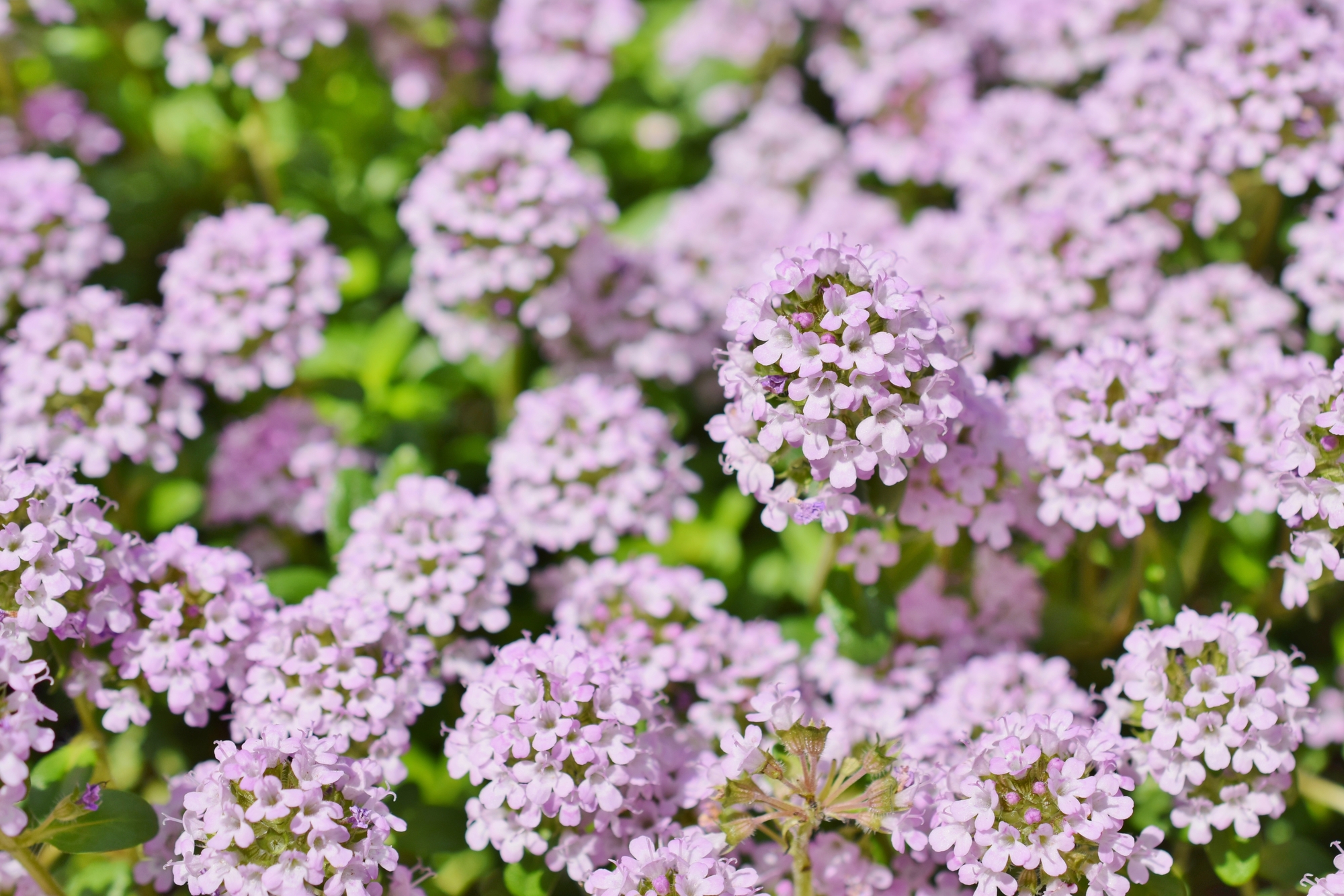 クリーピングタイムはグランドカバーとして人気 育て方のポイントも解説