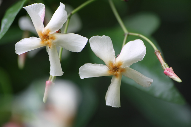 テイカカズラは四季折々の姿が印象的なつる性植物 特徴や花言葉 育て方を解説