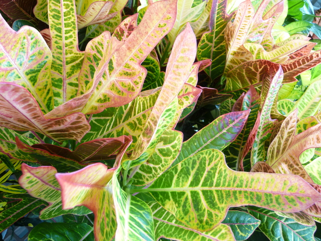 観葉植物クロトンを育てるには 種類や特徴 育てる注意点を解説