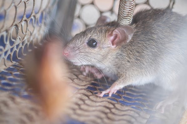 簡単 ネズミの駆除 撃退方法5選 自分でできる効果的な対策と 業者に依頼する場合の費用 ミツモア 簡単 ネズミの駆除 撃退方法5選 自分でできる効果的な対策と 業者に依頼する場合の費用 ミツモア