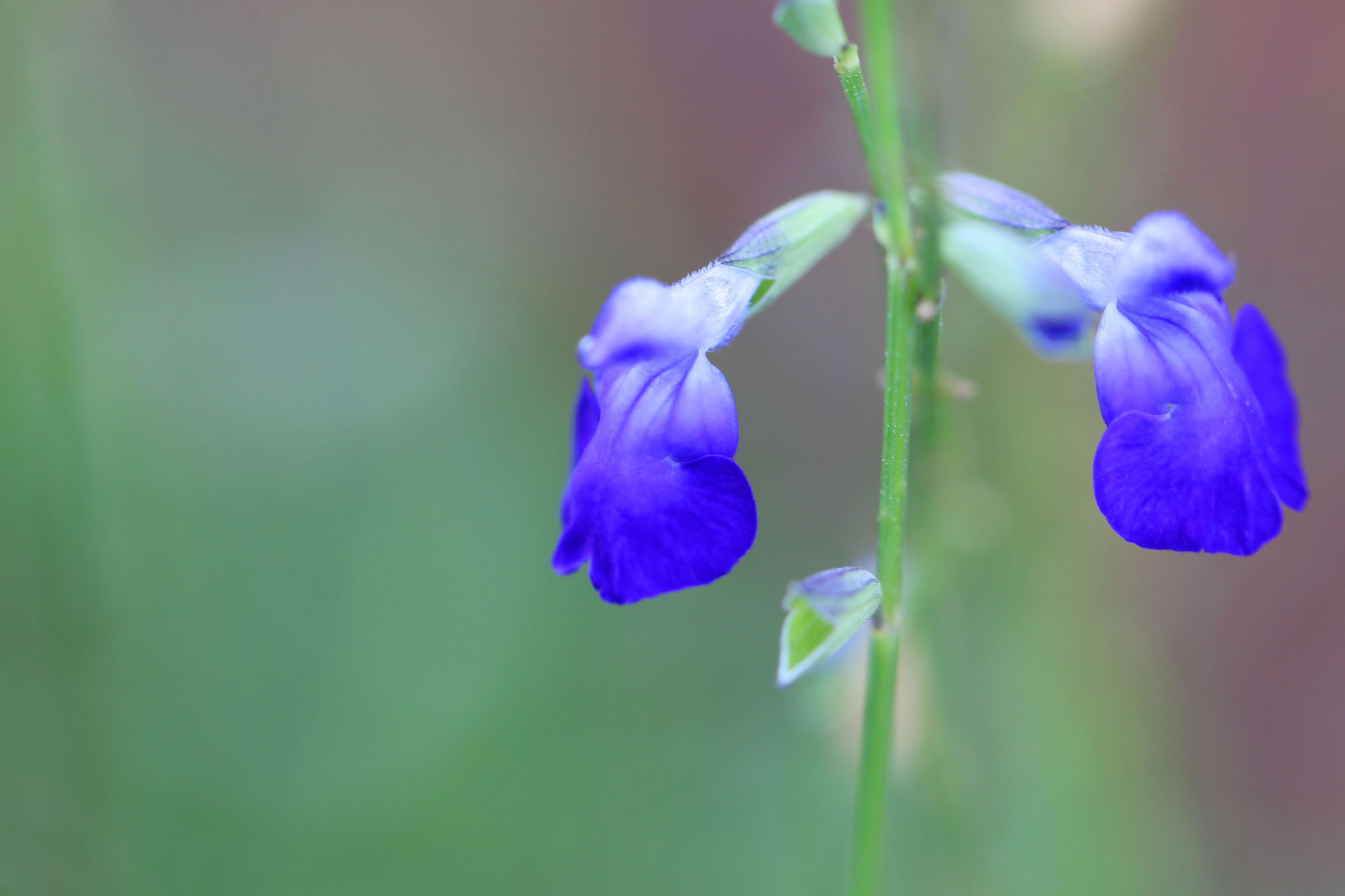 コバルトセージはどんな植物 特徴や育て方のコツを紹介 ミツモア
