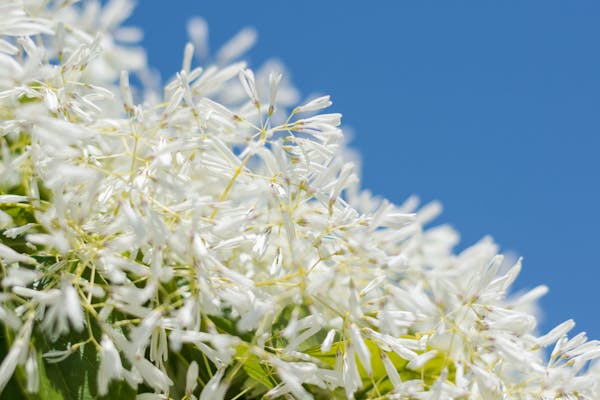 ヒトツバタゴの花