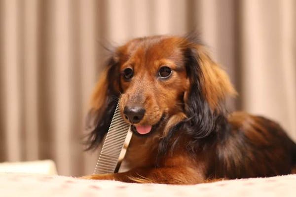 犬にノミが発生したらすぐに駆除を 探し方と退治方法を紹介 犬にノミが発生したらすぐに駆除を 探し方と退治方法を紹介