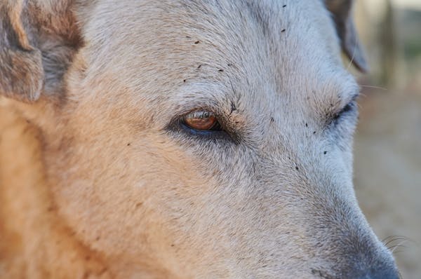 犬にノミが発生したらすぐに駆除を 探し方と退治方法を紹介 犬にノミが発生したらすぐに駆除を 探し方と退治方法を紹介