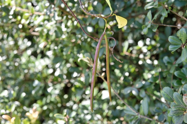 テイカカズラは四季折々の姿が印象的なつる性植物 特徴や花言葉 育て方を解説 ミツモア
