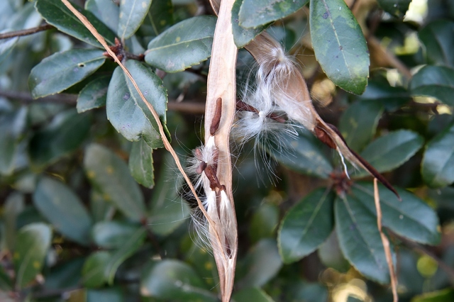 テイカカズラは四季折々の姿が印象的なつる性植物 特徴や花言葉 育て方を解説 ミツモア