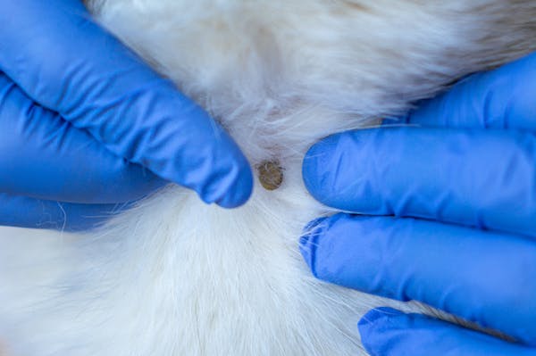 犬にノミが発生したらすぐに駆除を 探し方と退治方法を紹介 ミツモア 犬にノミが発生したらすぐに駆除を 探し方と退治方法を紹介 ミツモア