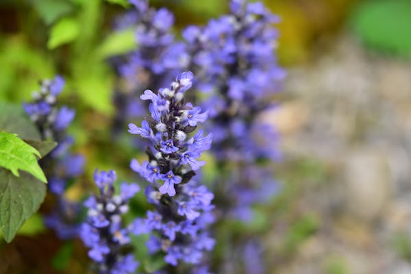 アジュガの魅力とは おすすめポイントと育て方のコツを紹介 アジュガの魅力とは おすすめポイントと育て方のコツを紹介