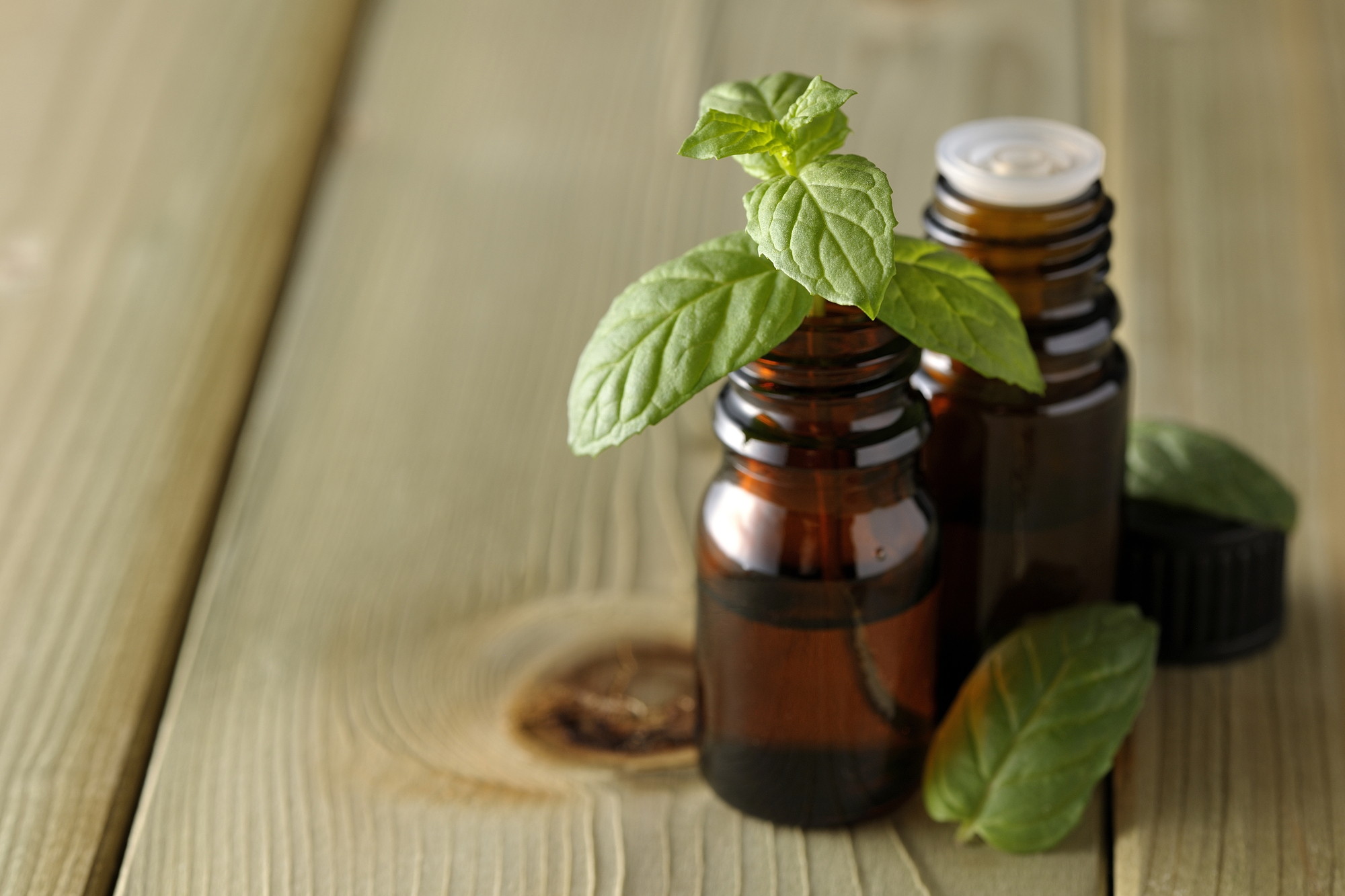 ゴキブリにはハッカ油が効果的 簡単な作り方 スプレー 置き型 と使い方を解説