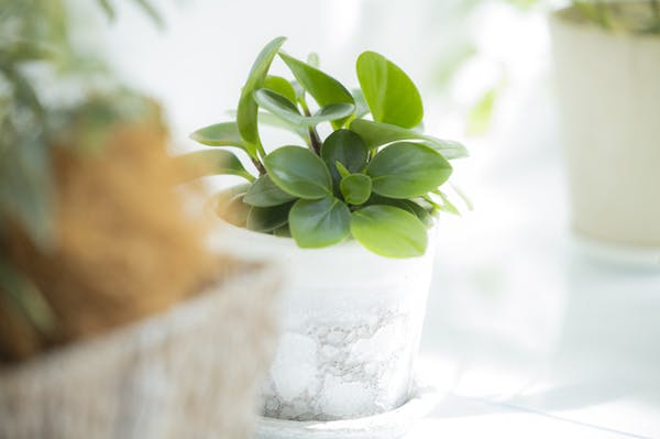 観葉植物に虫がわかないようにする対策は 育てる環境にも注意 観葉植物に虫がわかないようにする対策は 育てる環境にも注意